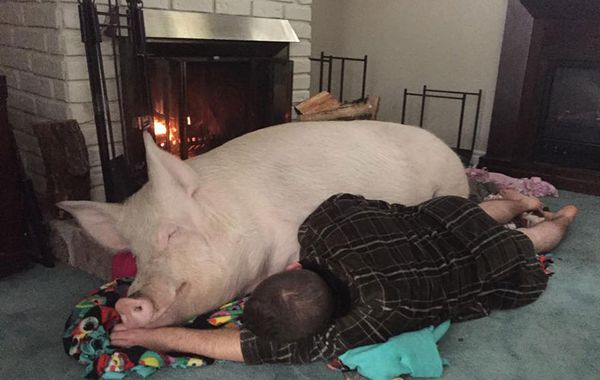 Tomar la siesta es un acto familiar, no importa si tu mascota pesa 295 kilos