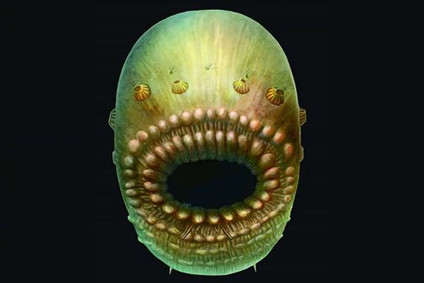 El animal más antiguo en el camino evolutivo que lleva a los humanos tenía cuerpo parecido a una bolsa y una boca muy grande.