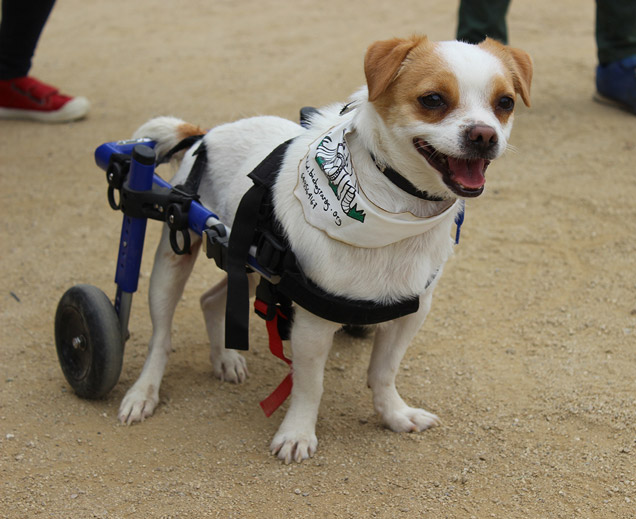 Silla de ruedas para perro con artrosis, displasia cadera perros, perro anciano