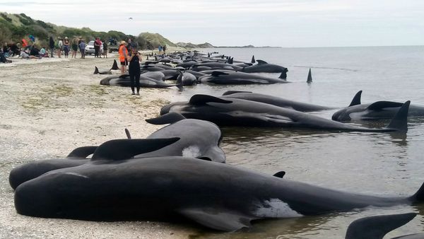 Un 75 por ciento de las 416 ballenas que encallaron pudieron sobrevivir (New Zealand Herald)