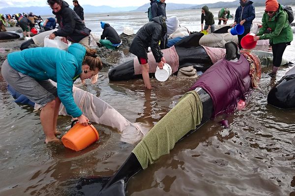 Voluntarios intentan salvar a las ballenas (Reuters)