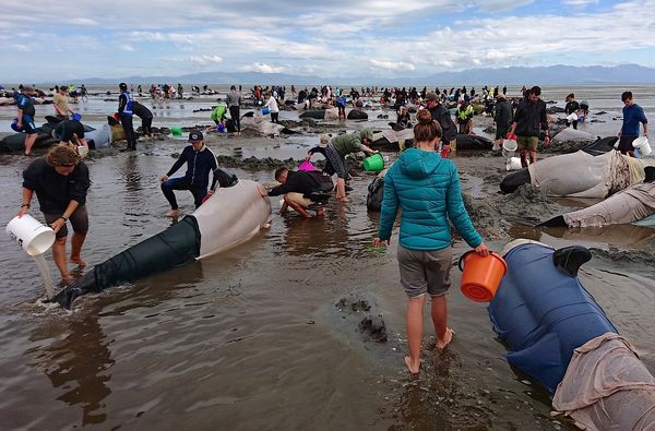 Cientos de personas intentaron salvar a las ballena (Reuters)