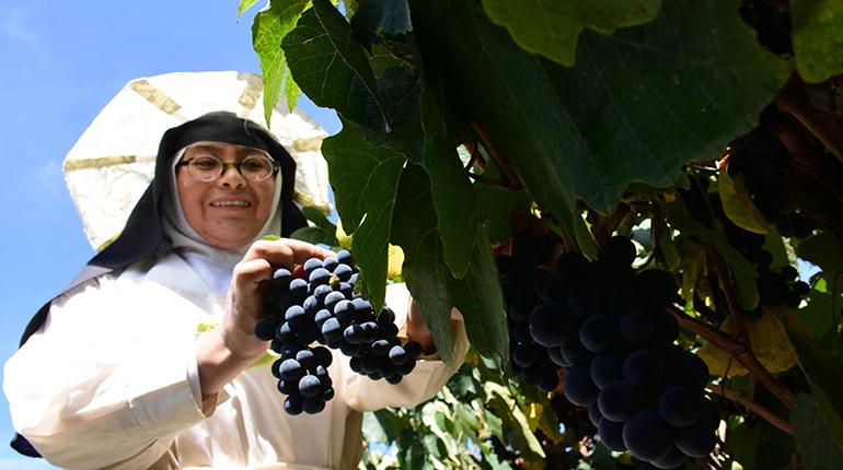 Las religiosas de la Inmaculada concepción cosechan 100 cajas de uva moscatel al año para elaborar un vino de gran calidad | José Rocha