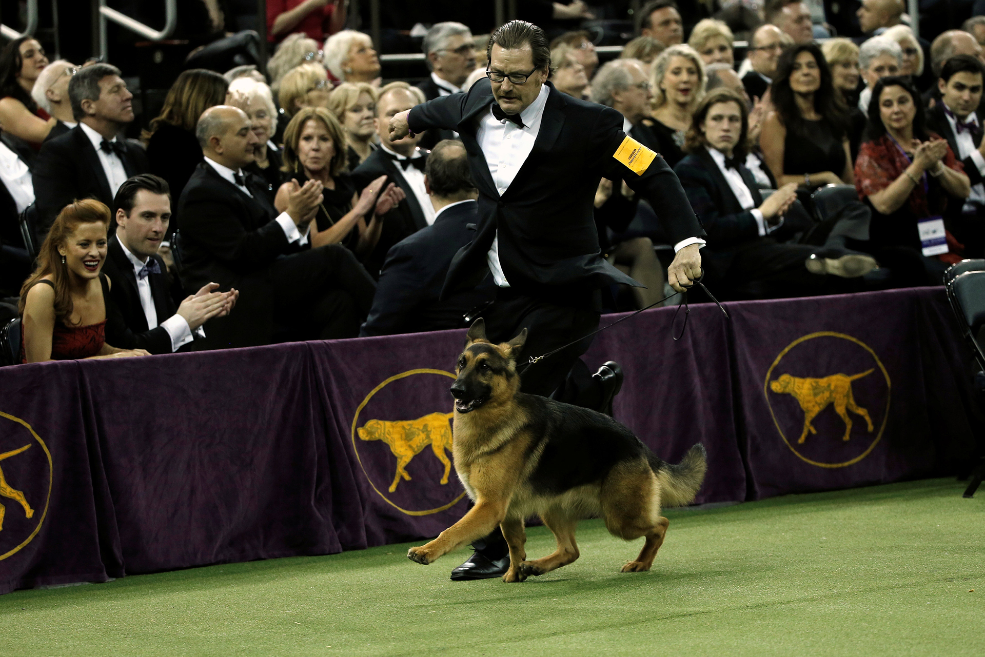 Rumor, el Ovejero Alemán ganador de la edición 141 del Westminster Kennel Club Dog Show  en Nueva York