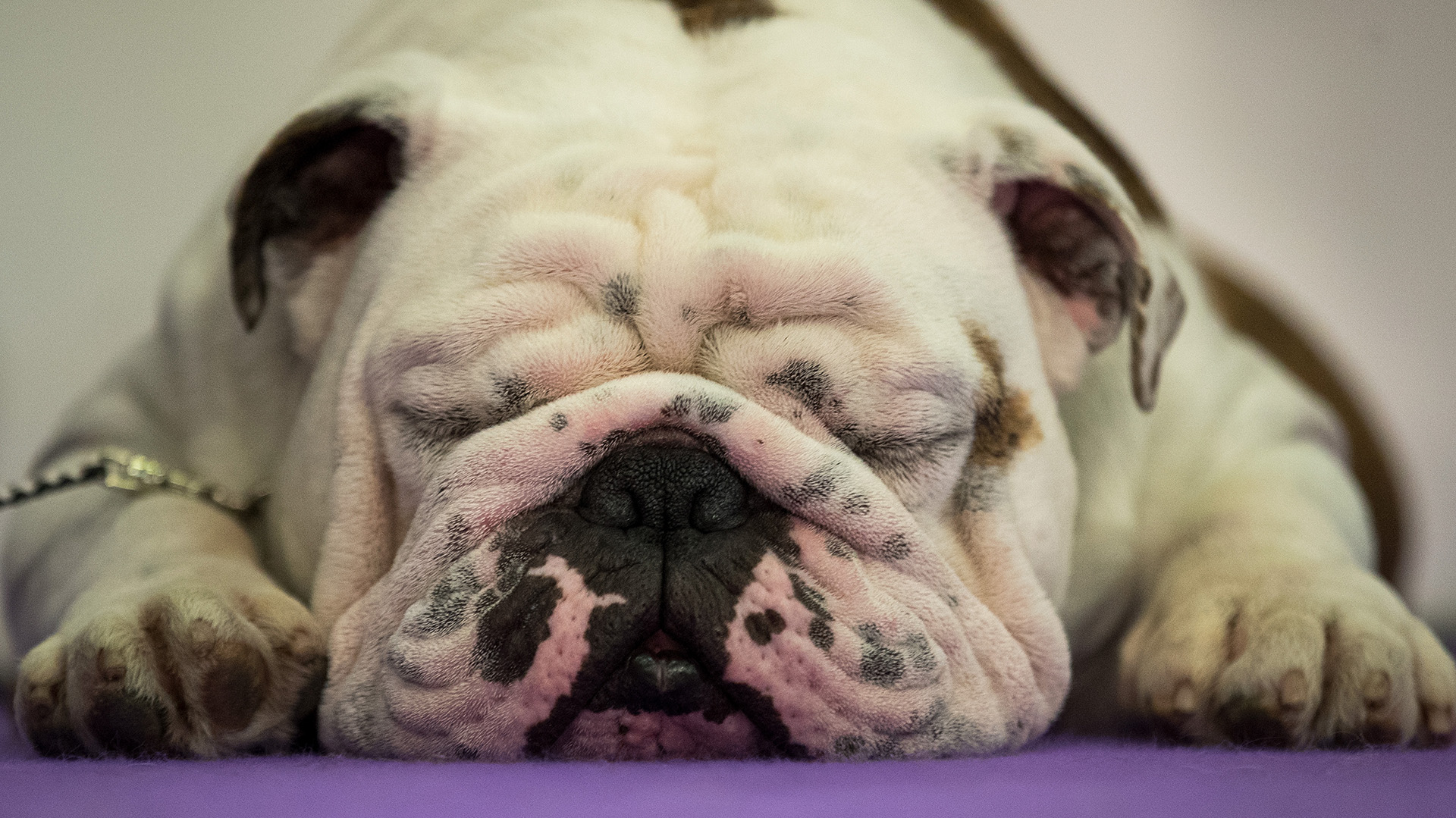 Un bulldog descansa antes de enfrentarse a la competencia