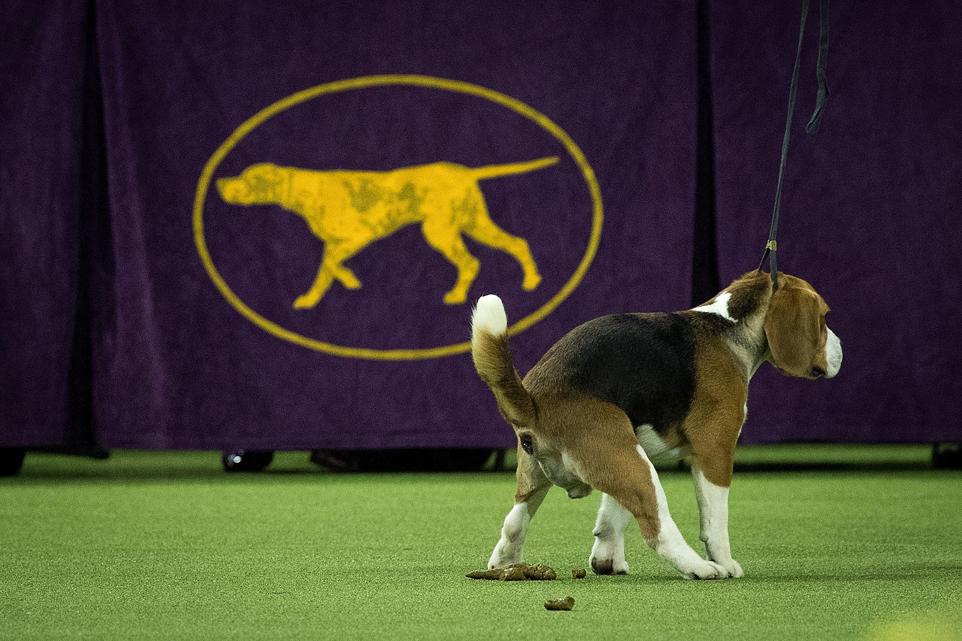 Después de ganar el primer lugar en la categoría de jinete junior, este Beagle hizo sus necesidades en medio del campo de juego