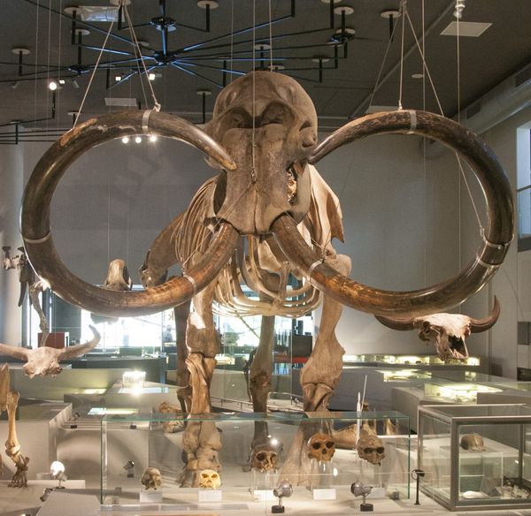 El esqueleto de un mamut en el museo de historia natural de Leiden, en Holanda