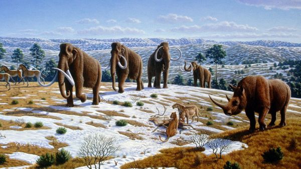 Reconstrucción de la fauna durante al Era Glacial