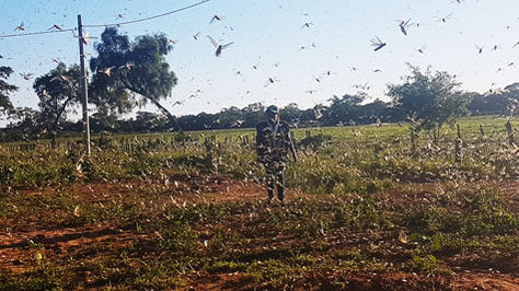 Funcionario de Senasag revisa un campo afectado por la plaga de langostas.
