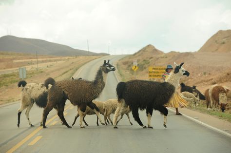Un grupo de llamas y ovejas cruzan por una carretera. Foto: Pedro Laguna - archivo