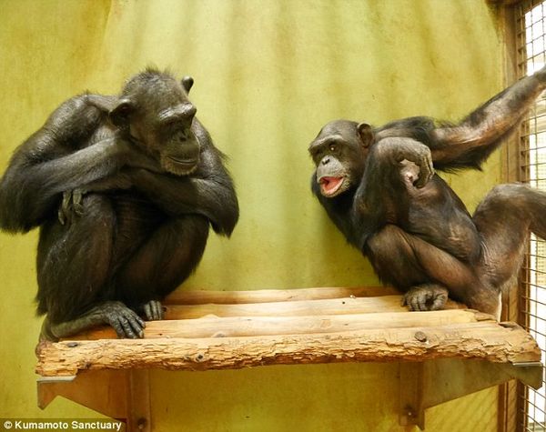 Kanako con una chimpancé que es su única amiga (Daily Mail)