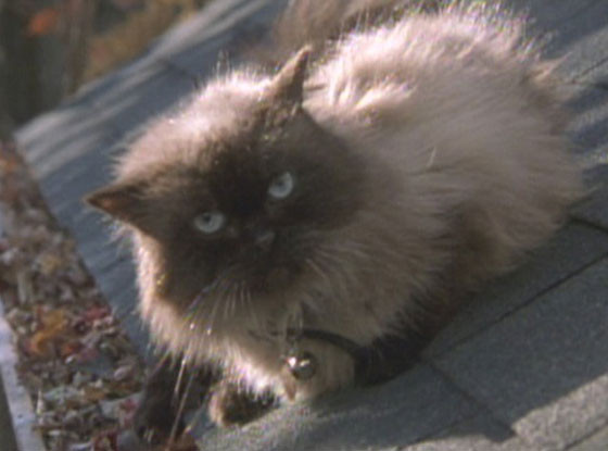 Movie Cats
