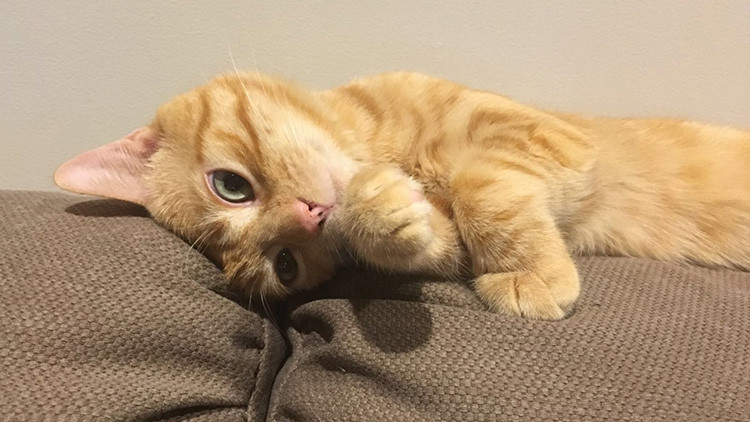 ¿Harto de malas noticias? Relájese viendo el primer 'reality show' protagonizado por gatitos