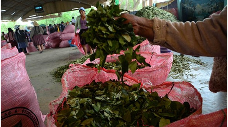 La venta de coca del Chapare en el mercado de Sacaba, el único autorizado. | José Rocha