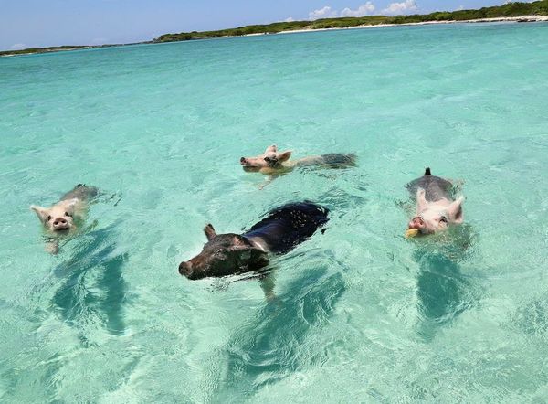 Aunque la isla deshabitada se llame Cayo Big Mayor, popularmente es conocida como la ‘Isla de los Cerdos’ por la presencia de estos