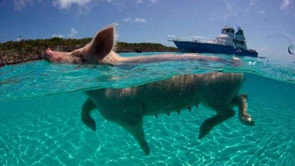 Sin dudas, los cerdos nadadores constituyen una de las atracciones turísticas de las islas de las Bahamas