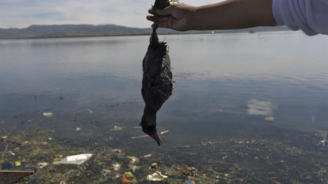 La activista ambiental Maruja Inquilla sostiene un pájaro muerto llamado 