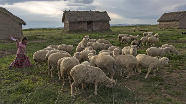 María Ávila arrea su rebaño de ovejas en Coata, un pequeño pueblo a orillas del lago Titicaca en la región de Puno, Perú