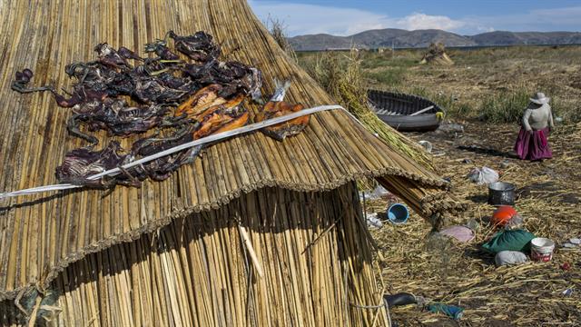 Las aves atrapadas y las truchas se ponen a secar en el techo de paja de una casa en Kapi Cruz Grande, una aldea en la orilla del lago Titicaca en la región de Puno en Perú