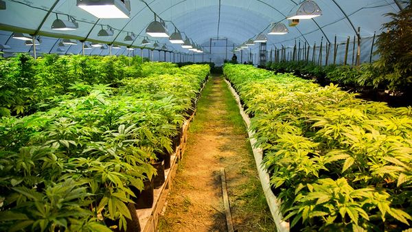 Uruguay aprobó en 2013 una ley que permite la producción de marihuana por privados bajo control estatal, el cultivo hogareño para autoconsumo y la formación de clubes de siembra cooperativa (Ecos)