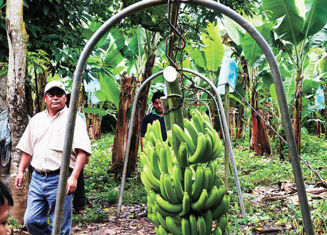 Una ‘cabeza’ de bananos cuelga del cable vía que se implementó en Villa El Porvenir. Foto: La Razón - archivo