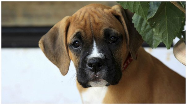 Aprueban ley que prohíbe cortar orejas y cola a perros en España 