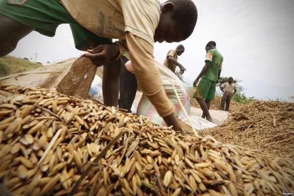 Cosecha de arroz en Nanan, Costa de Marfil. El país, gran productor de cacao, triplicó su producción de arroz. (Reuters)