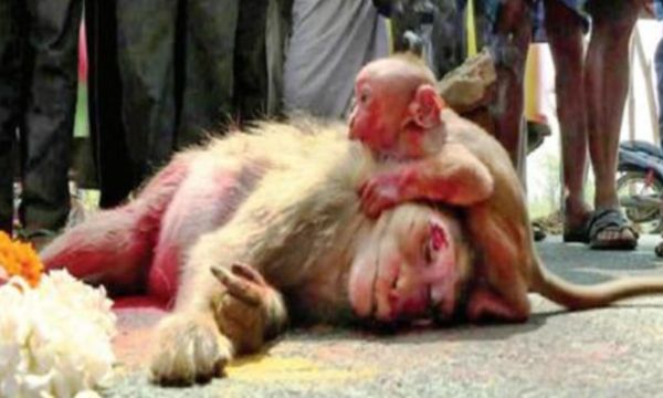 Los aldeanos llevaron a cabo los ritos finales de la mona madre en presencia de oficiales de la policía y del propio bebé, que miraba desde lejos