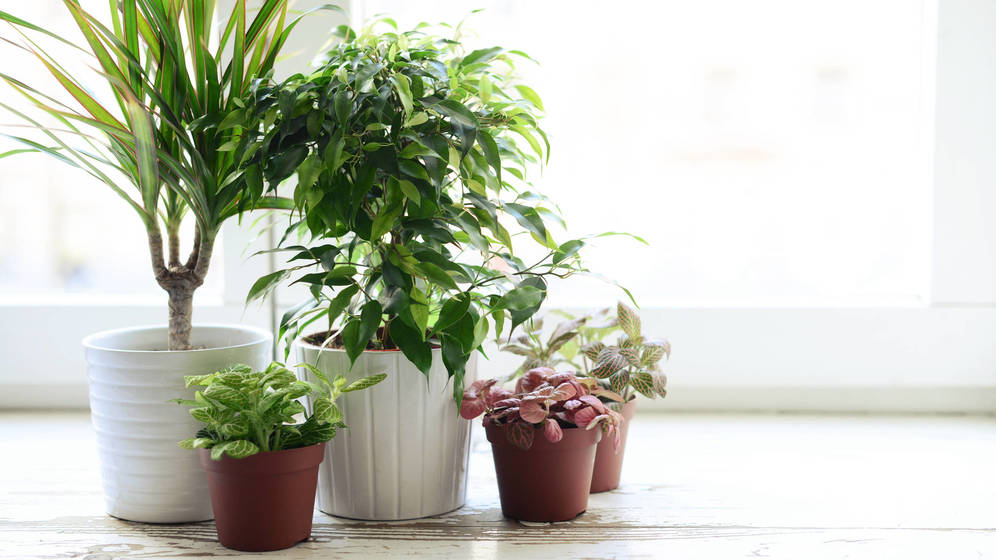 Foto: Las plantas ayudan a crear un ambiente saludable en casa. (iStock)