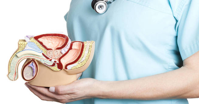 Anatomía del pene. (iStock)