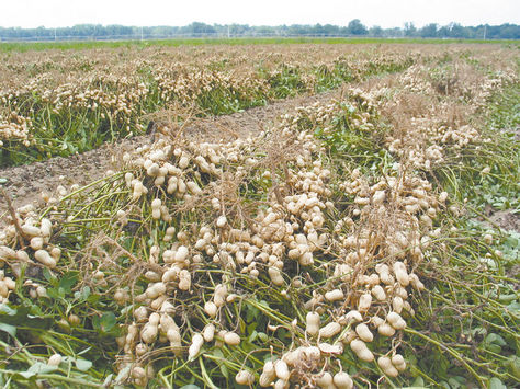 Producción. Cultivo de la planta leguminosa listo para la cosecha. Las vainas crecen dentro de la tierra.