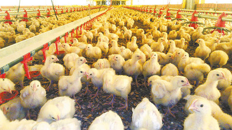 Productividad. Crianza de aves en una granja cruceña. Los pollos son sacrificados cuando cumplen 42 días en Santa Cruz, y 50 en Cochabamba.