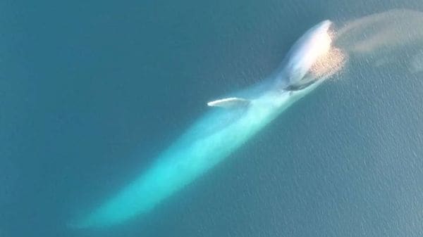 La ballena azul comiendo krill. Sabe distinguir cuando vale la pena un esfuerzo por alimentarse teniendo en cuenta la cantidad de comida y la energía que le demanda (Universidad Estatal de Oregon)