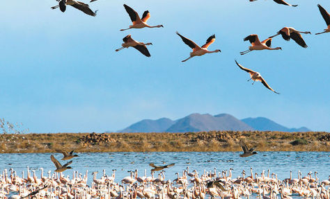 Flamencos, son aves que viven en grupo y que habitan en 121 zonas de las regiones de La Paz, Oruro, Potosí y Tarija