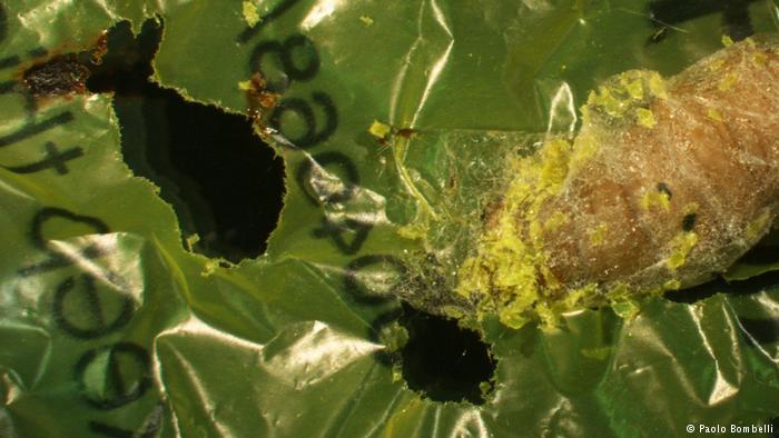 Raupe frisst Plastik (Paolo Bombelli)