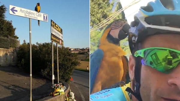 El loro Frankje, compañero de entrenamiento del fallecido ciclista Michele Scarponi, se quedó esperándolo en el lugar donde murió