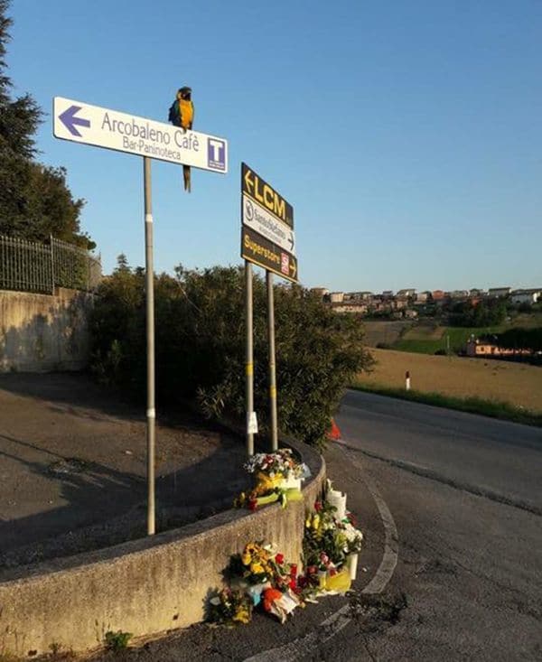 La imagen del loro Frankje en el lugar donde murió Scarponi se convirtió en fenómeno viral (@DansLaMusette)