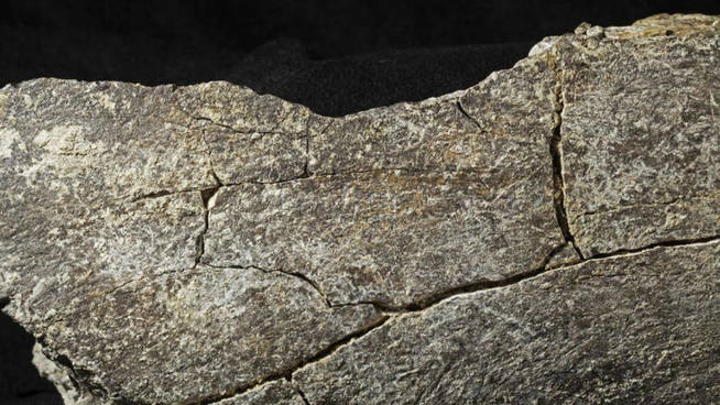 Imagen de la incisión hallada en el hueso de mastodonte. (Museo de Historia Natural de San Diego)