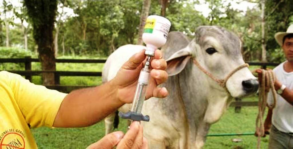 Resultado de imagen de sanidad agropecuaria