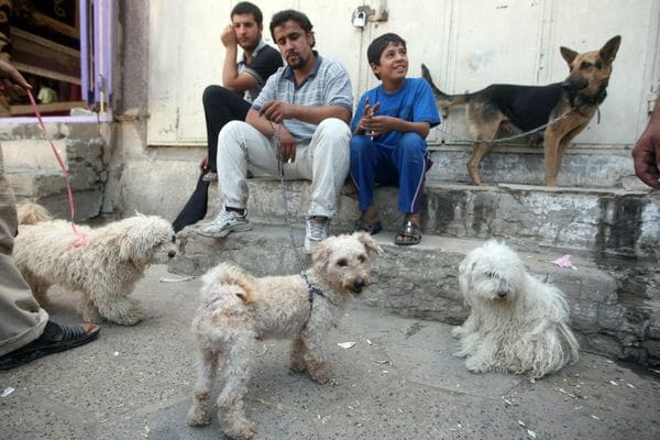 Aunque los musulmanes consideran que son sucios, los perros se han popularizado en Irak. (Ahmad al-Rubaye, APF/Getty)