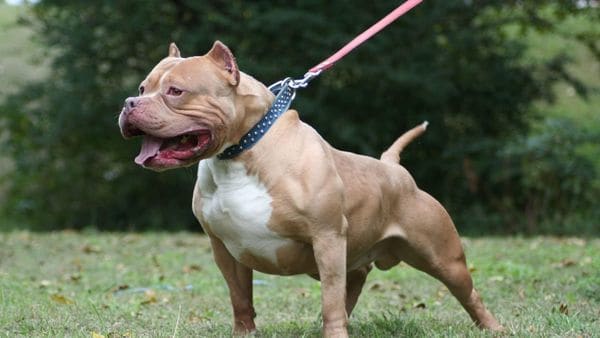 Un pit bull puede costar hasta 300 dólares en un mercado de mascotas iraquí.