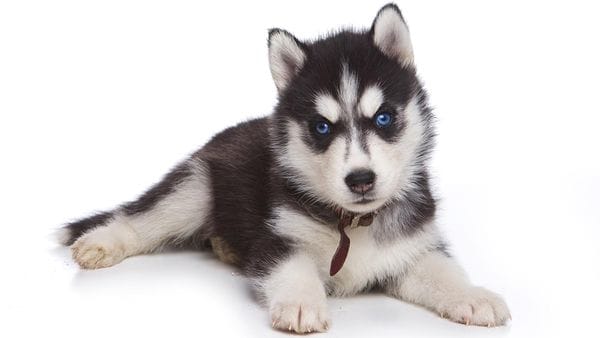 A pesar de las altas temperaturas, los huskies se volvieron populares en Irak. Un cachorro cuesta hasta 500 dólares. (iStock)