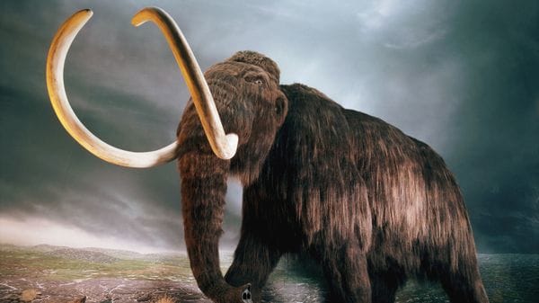 Resucitar el mamut de la tundra tendría como consecuencia la pérdida del elefante asiático, actualmente en peligro.
