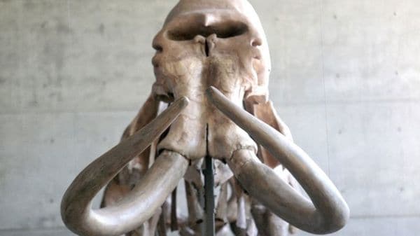 A partir de los hallazgos arqueológicos del mamut de la tundra se podría resucitar la especie al combinar su información genética con el ADN de animales actualmente vivos. (AFP)