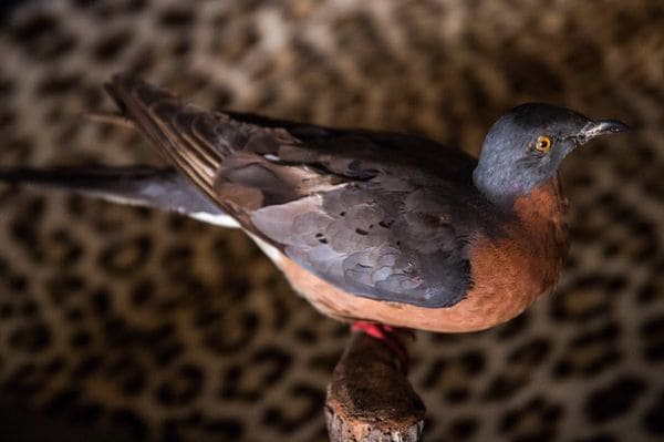 La paloma migratoria, cuyo último ejemplar murió en 1914, es una de las especies que se podría resucitar con ingeniería genética. (Rob Stothard/Getty Images)