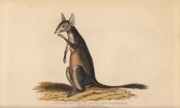El canguro rata del desierto en un dibujo de 1825. El costo de resucitar al animal que se extinguió en 1994 sobrepasaría al de mantener a otras especies en peligro. (Florilegius, via Getty Images)