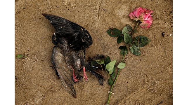 Un pájaro muerto y una rosa en la orilla