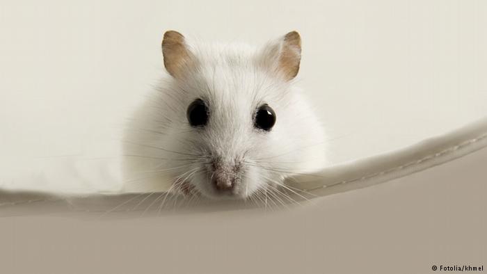 Hamster Maus Nagetier (Fotolia/khmel)