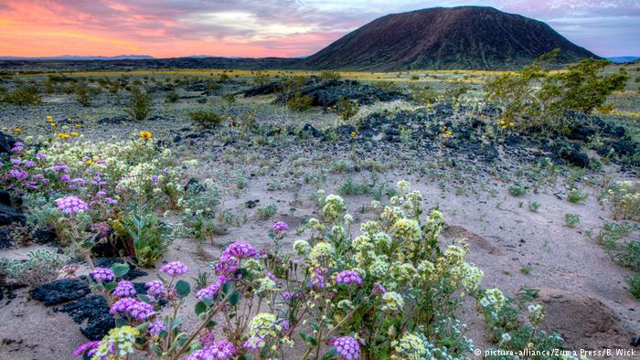 USA Kalifornien Blumen in Wüsten blühen auf