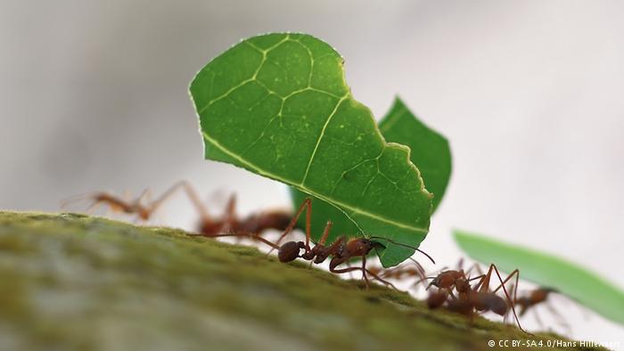 Leaf-cutter ants at Playa Blanca, Cahuita, Costa Rica